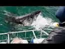 The-Megalodon-The-La