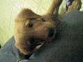 videos de Puppy Ranger Gets Interested in Camera