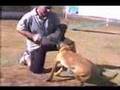 Pastor Belga Malinois video