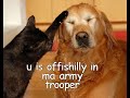 funny cats 2   macarena