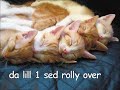 funny cats 2   macarena