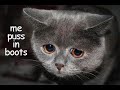 funny cats 2   macarena