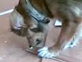 spoocky en laika mee helpen slopen tijdens verbouwing