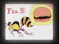 The Waggle Dance The Waggle Dance