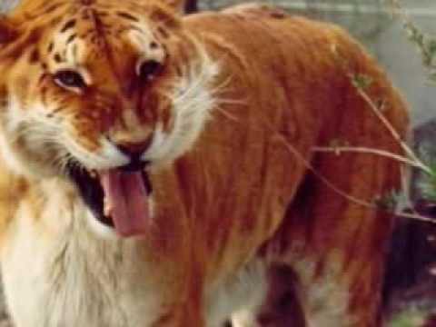 ligers and tigons