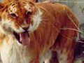 Cute, adorable, noble , playful, ligers