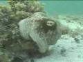 Cephalopod, master of camouflage