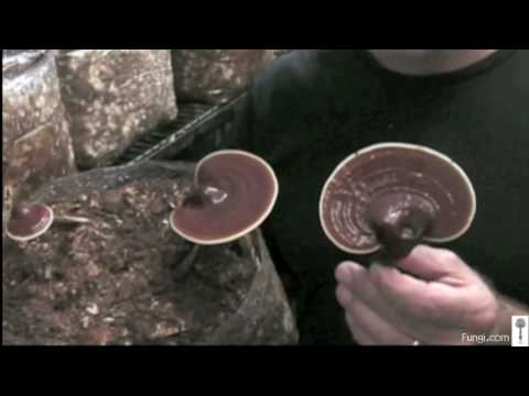 how to grow reishi mushrooms