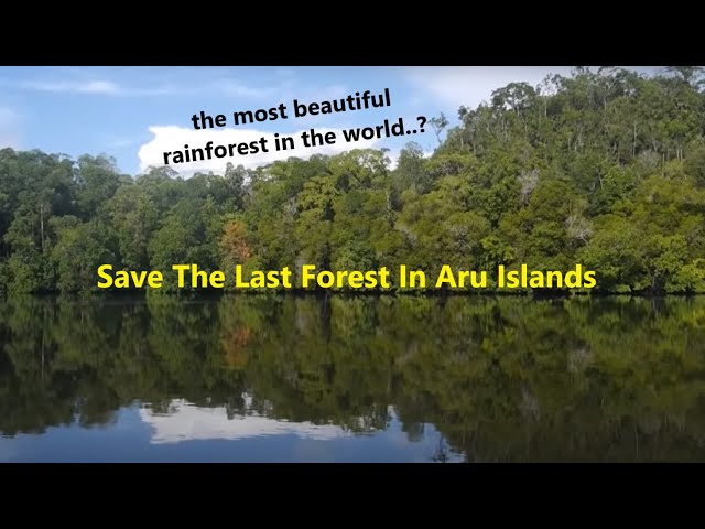 Save The Last Forest In Aru Islands with English sub