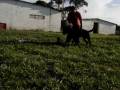 videos de www.canilvonnorden.com.br
