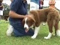 Chocolate Border Collie Puppy Day