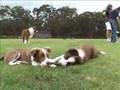 Border Collie video