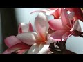 Digital Painting from photography, Plumeria Canopy, computer fine art. Digital Painting from photography, Plumeria Canopy, computer fine art.
