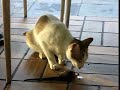 cat eats rat, only at McDonalds! cat eats rat, only at McDonalds!