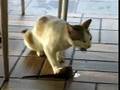 cat eats rat, only at McDonalds!