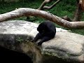 Urso autosuficiente Urso autosuficiente