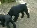 Arnie - My Giant Schnauzer Puppy