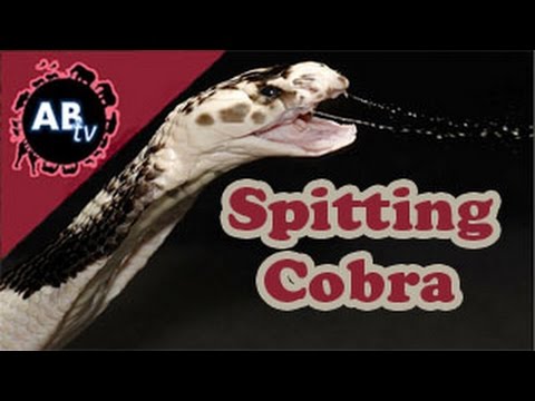 YouTube reptile video