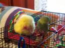 Petey and his chickie