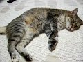ももこさん　エロ動画②