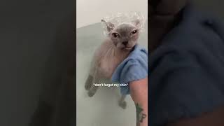 Bath Time  Sphynx Cute Hairless Cats