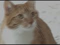 Owned in the Face Song by Mylo the Cat