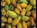 international-cocoa-initiative-child-labour-on-cocoa-farms.html