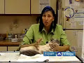 Emergency Cat Health Care : How to Perform CPR on a Cat with Two People Emergency Cat Health Care : How to Perform CPR on a Cat with Two People