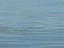 Dolphins Dolphins
