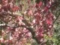 Autumn Haiku
