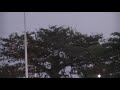 birds at libreville airport gabon