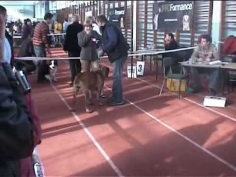 cana corso