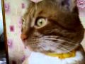 котэ