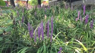 ホバーリング・・・ヤブランに蜂が