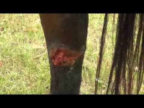how to treat equine proud flesh