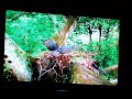 Harpy Eagle Catches And Eats Sloth