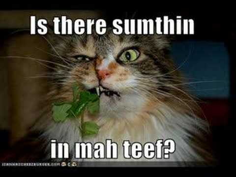 makeup cute funny cats funny cats and kittens. makeup cute funny cats