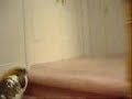 Rabbit Running Up The Stairs