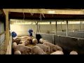 RSPCA Think Pig Campaign Video