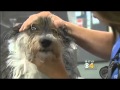 Cases of Dogs Getting High on Medicinal Marijuana ...