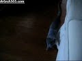 Cat Tricks - Fetch
