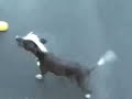 Comedy Barn Canines - Craziest Dog in the World