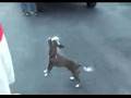 Comedy Barn Canines - Craziest Dog in the World