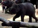 Musical and dancing elephants