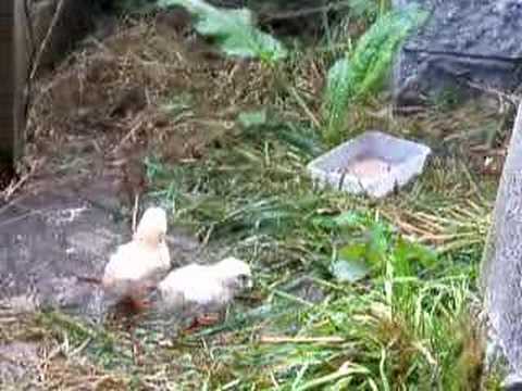Bonnie the hen with 5 chicks Part 2