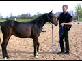 Fohlenschule - playfull education of a foal Fohlenschule - playfull education of a foal