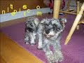 miniature schnauzer puppies