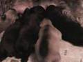 Schnauzer Miniatura video