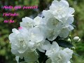 Magnificat
