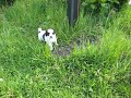 felix beim spielen 3